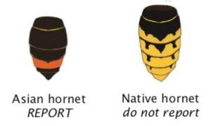 Image comparing the Asian Hornet and native Hornet