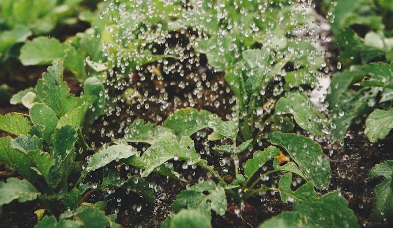 person watering plant